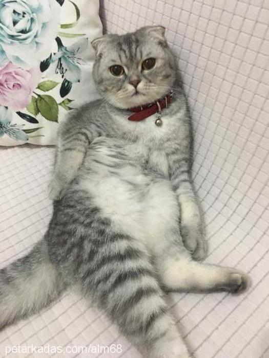 eyşan Dişi Scottish Fold