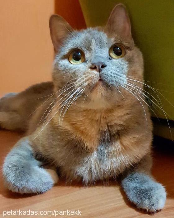 pankek Dişi Scottish Fold