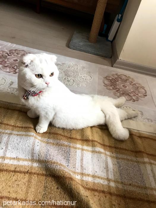 pamukpremses Dişi Scottish Fold