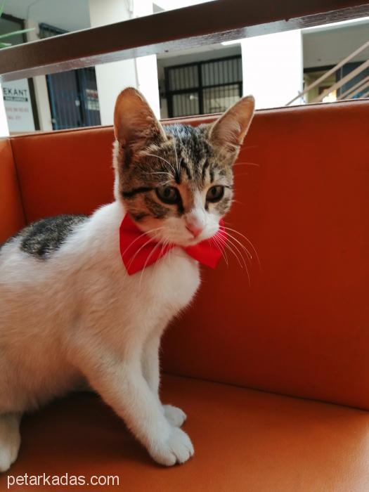 Hırçın Kızım Çilek, , Ücretsiz Kedi, İstanbul