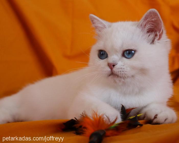 joffreyy Erkek British Shorthair