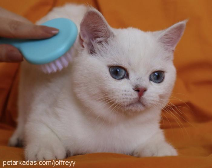 joffreyy Erkek British Shorthair