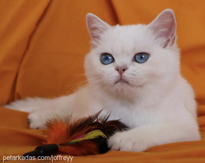 joffreyy Erkek British Shorthair