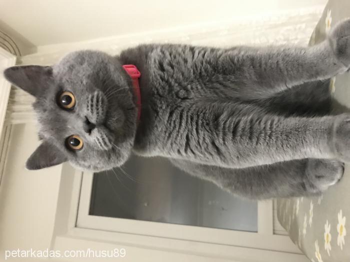 huŞu Erkek British Shorthair