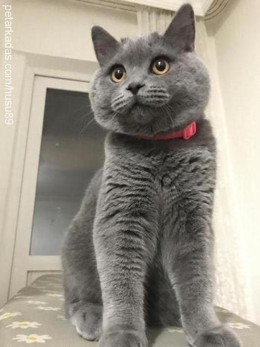 huŞu Erkek British Shorthair