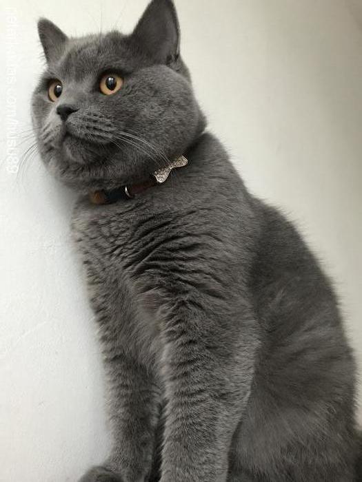 huŞu Erkek British Shorthair