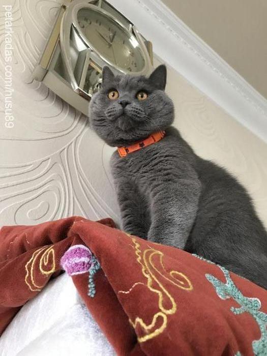 huŞu Erkek British Shorthair