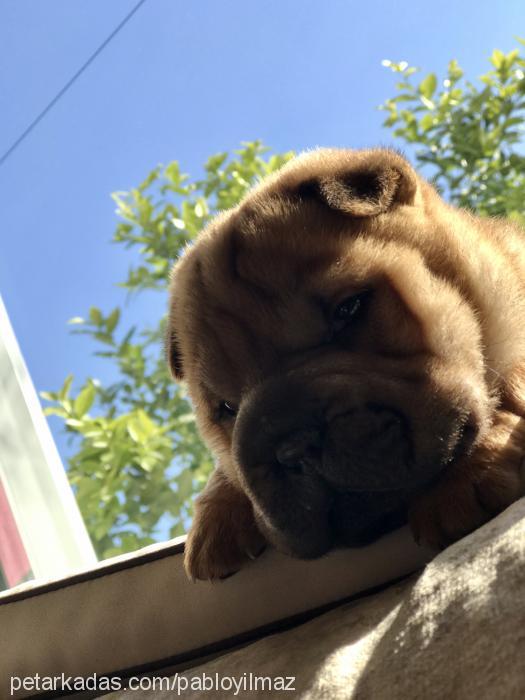 pablo Erkek Çin Shar-Pei