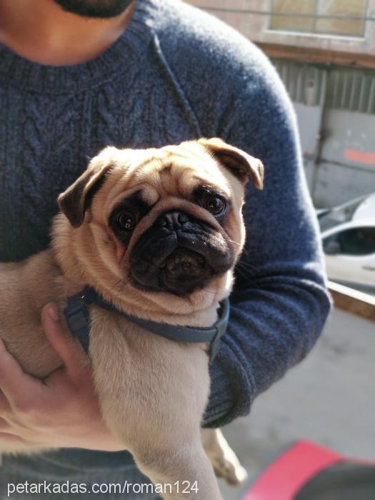 roman Erkek Pug