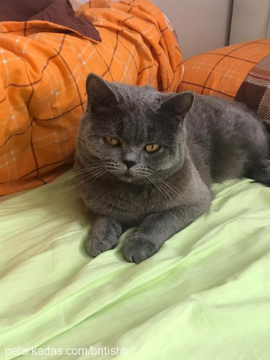 bulut Dişi British Shorthair