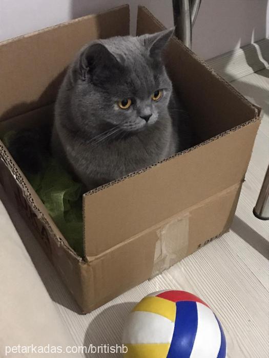 bulut Dişi British Shorthair