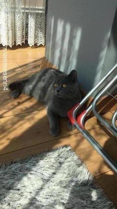 jülide Dişi British Shorthair