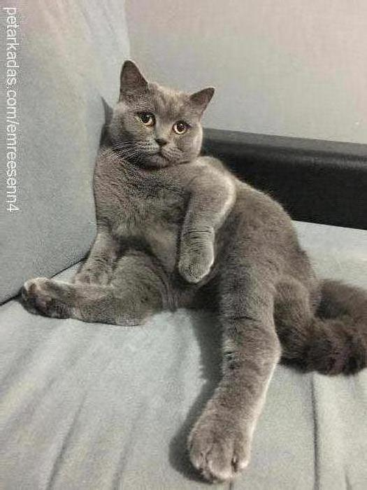 jülide Dişi British Shorthair