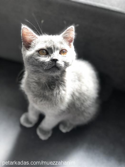 müezza Dişi British Shorthair