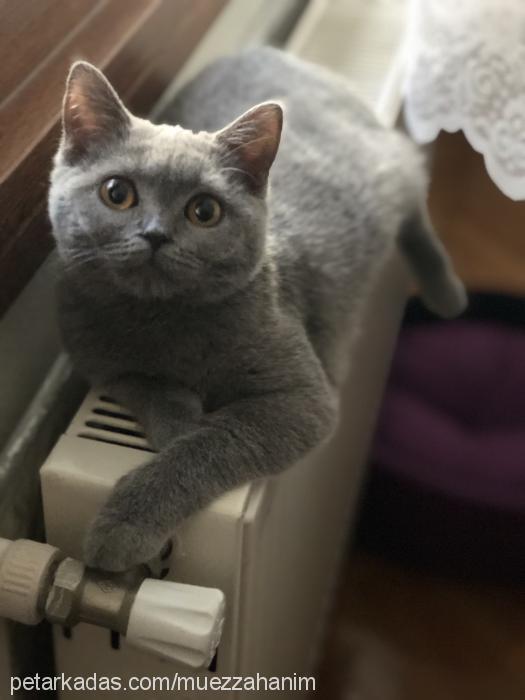 müezza Dişi British Shorthair