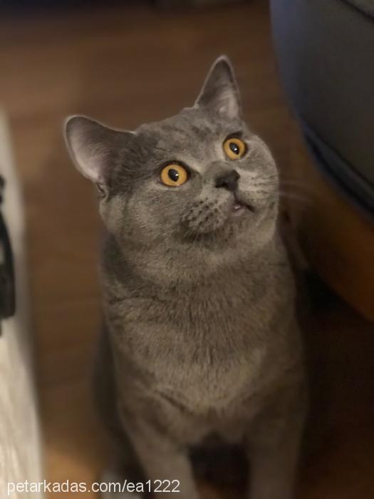 pofuduk Erkek British Shorthair