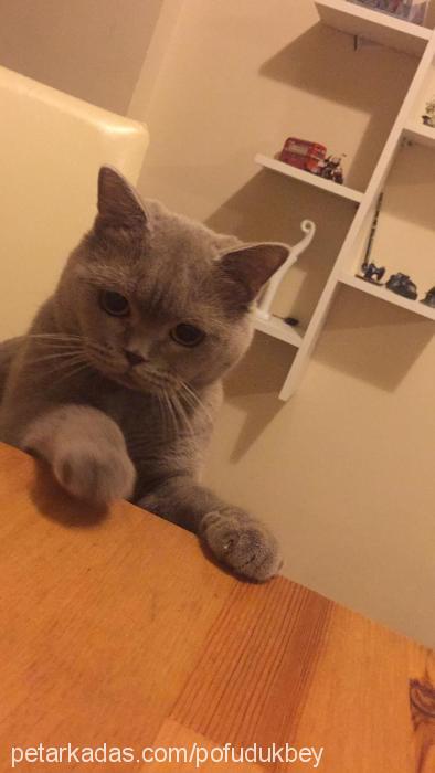 pofudukbey Erkek British Shorthair