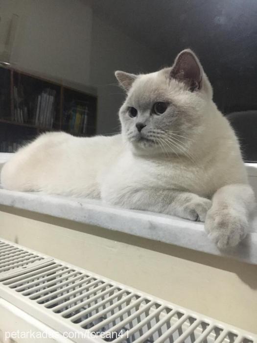 thorcan Erkek British Shorthair