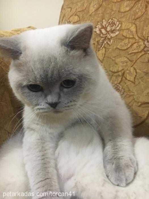 thorcan Erkek British Shorthair