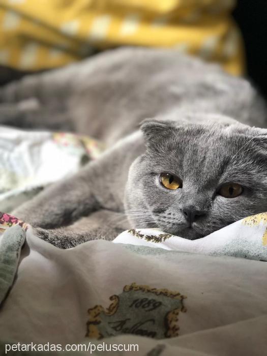 peluş Erkek Scottish Fold