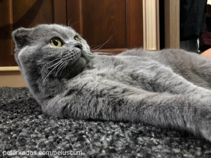 peluş Erkek Scottish Fold