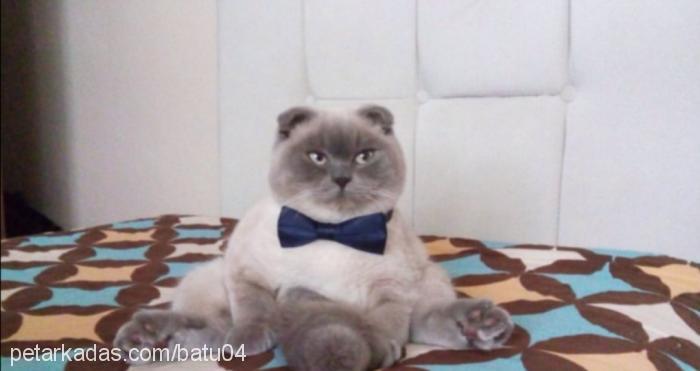 bobin Erkek Scottish Fold