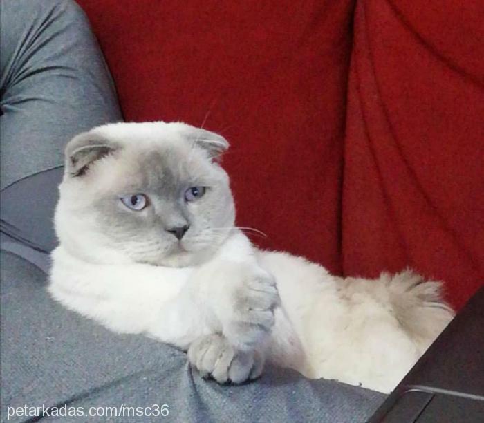 Şefik Erkek Scottish Fold