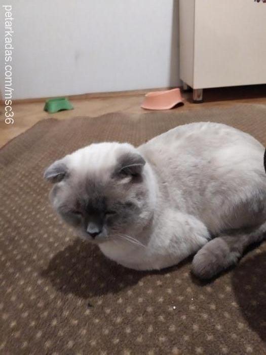 Şefik Erkek Scottish Fold