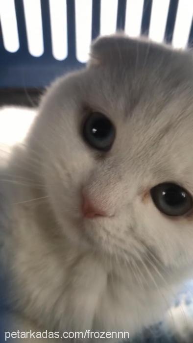 frozen Erkek Scottish Fold