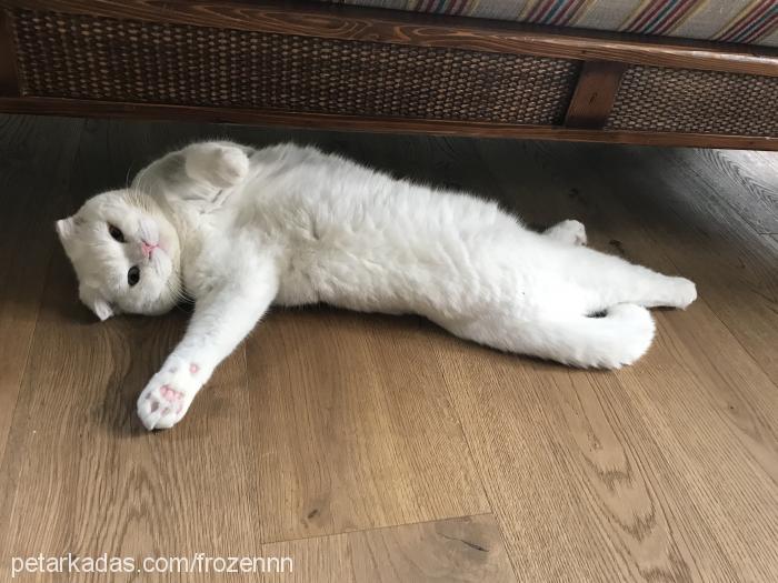 frozen Erkek Scottish Fold