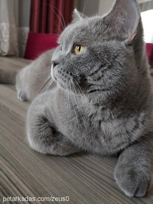 zeus Erkek British Shorthair