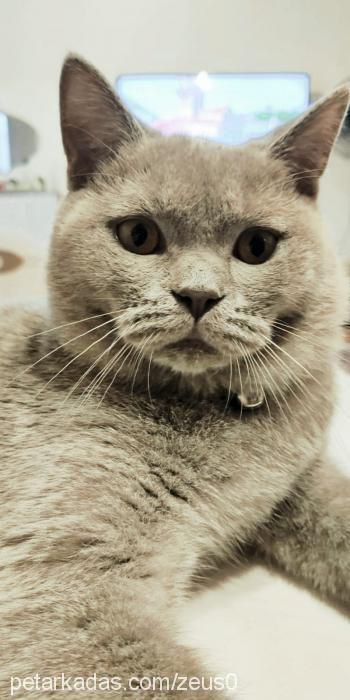 zeus Erkek British Shorthair