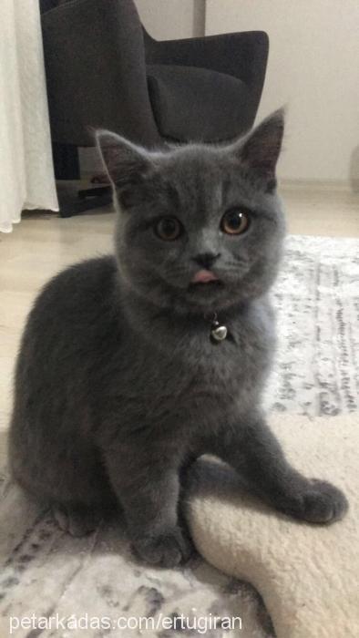 mars Erkek British Shorthair