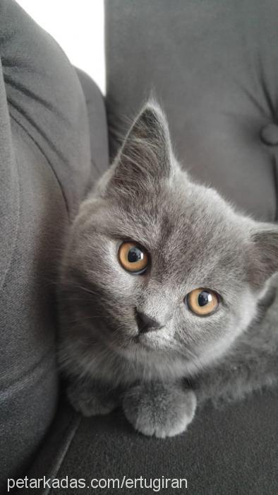 mars Erkek British Shorthair