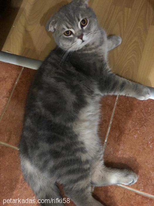 rıfkı Erkek British Shorthair