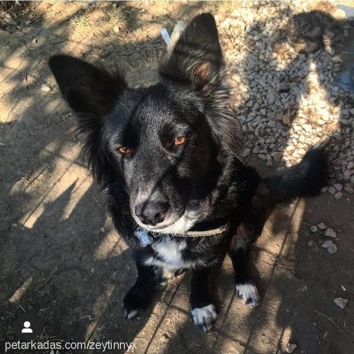 zeytin Dişi Cardigan Welsh Corgi