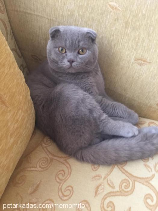 kolpa Erkek Scottish Fold