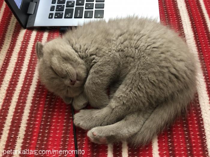 kolpa Erkek Scottish Fold