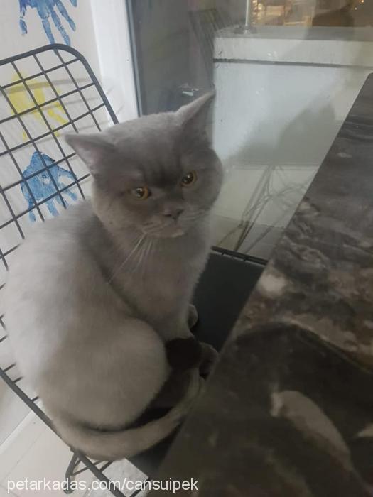 bıdık Erkek British Shorthair