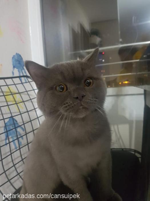 bıdık Erkek British Shorthair