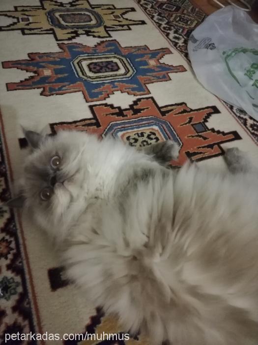 pampiş Dişi Maine Coon