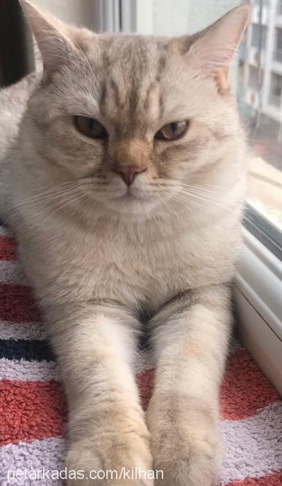 tokyo Erkek British Shorthair