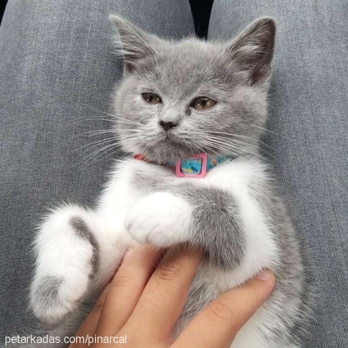 nova Dişi British Shorthair