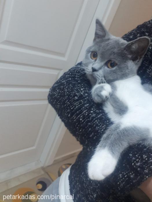 nova Dişi British Shorthair