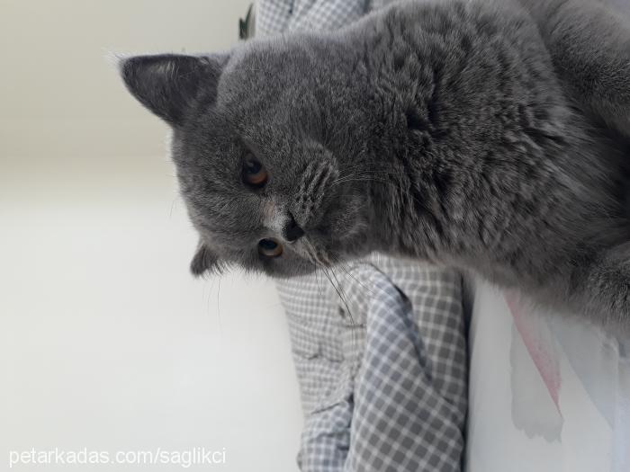 fıstık Dişi British Shorthair