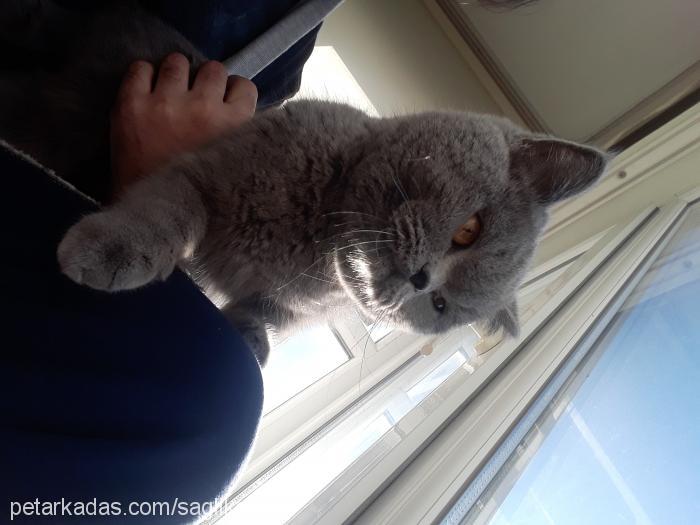 fıstık Dişi British Shorthair