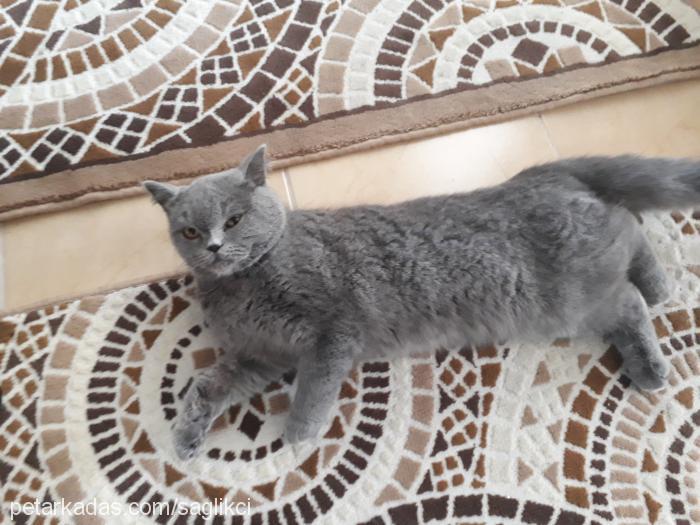 fıstık Dişi British Shorthair