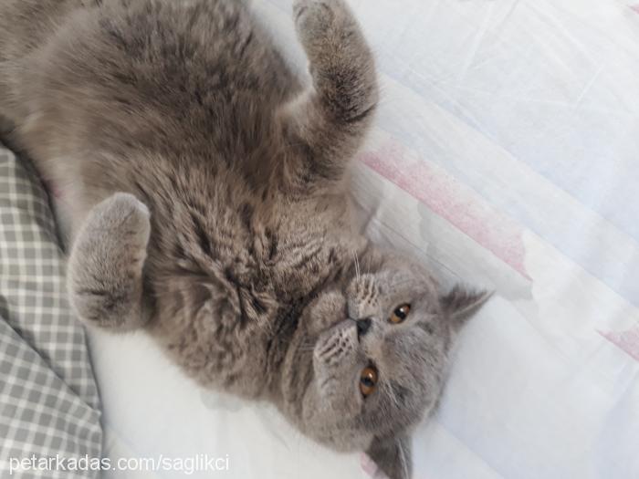 fıstık Dişi British Shorthair