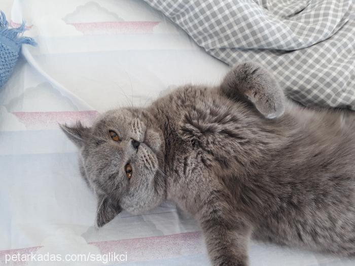 fıstık Dişi British Shorthair