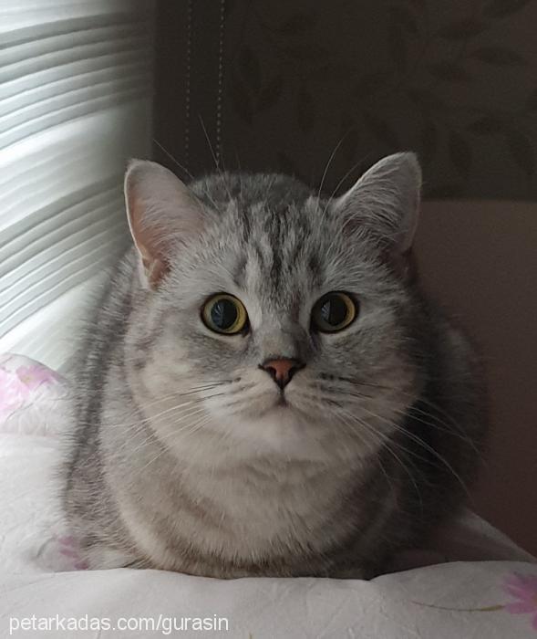 dedu Dişi British Shorthair